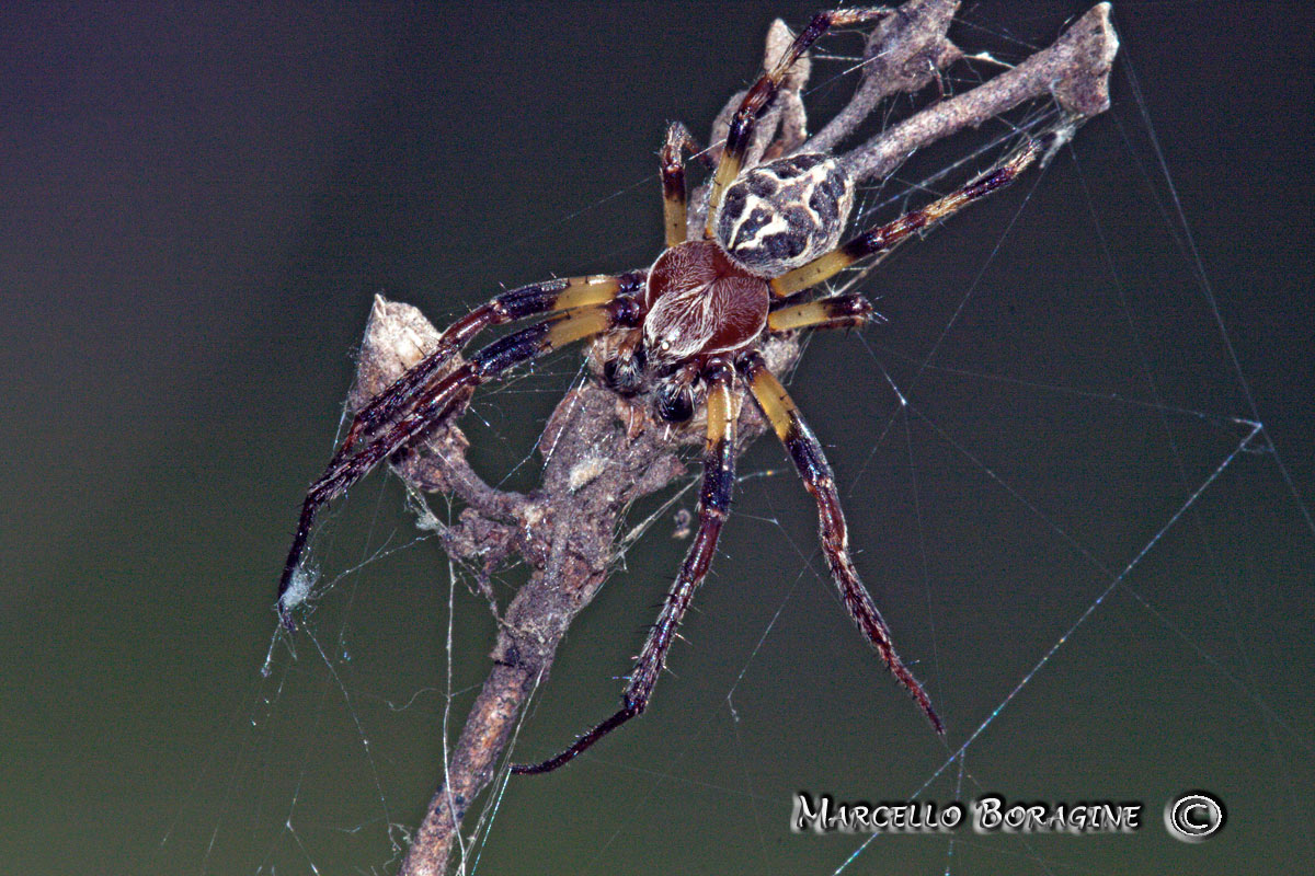Larinioides sp.