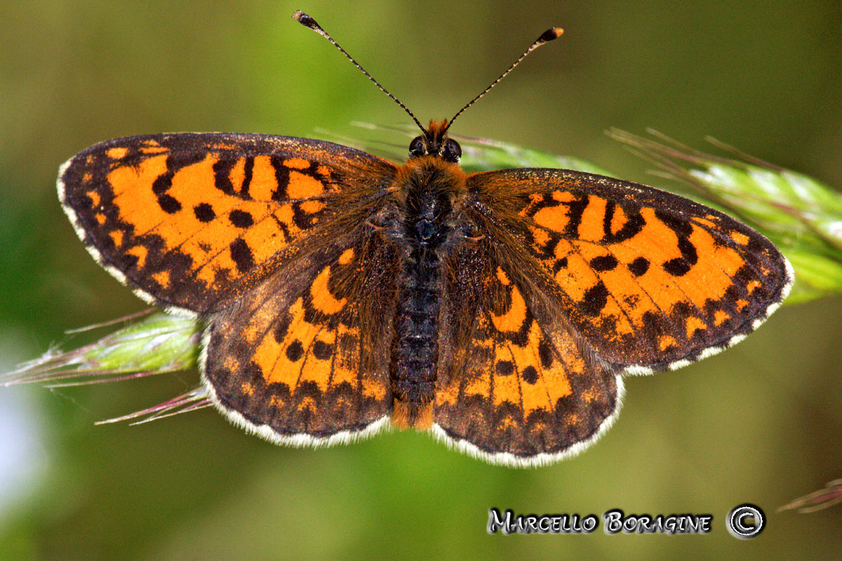 Da determinare : Melitaea trivia