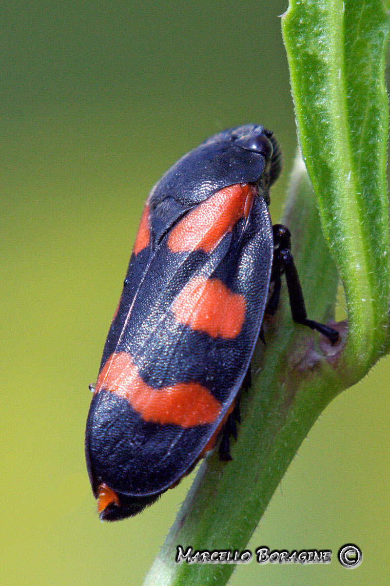 Da determinare....Cercopis sanguinolenta dalla Campania