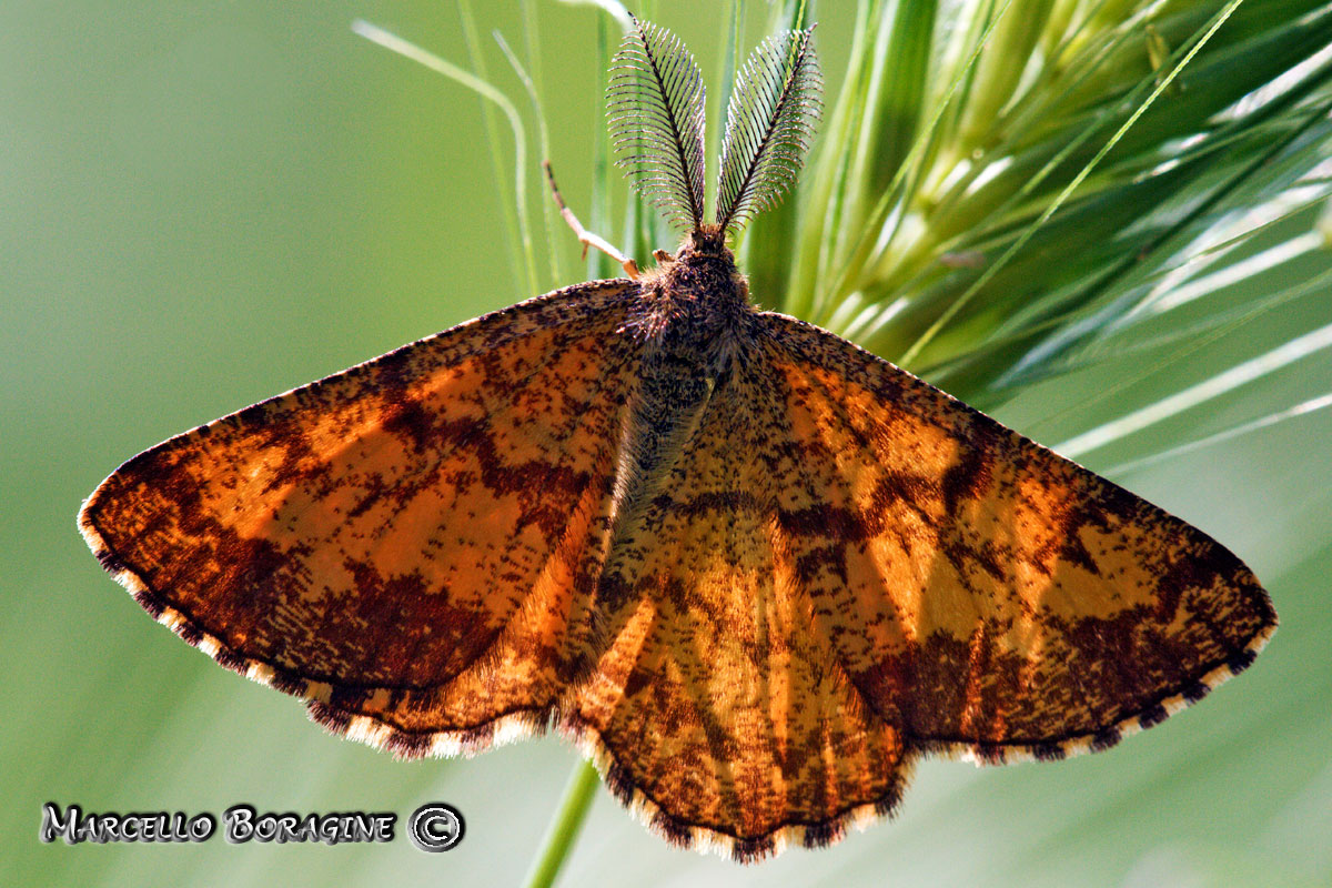 Da determinare - Ematurga atomaria (maschio)