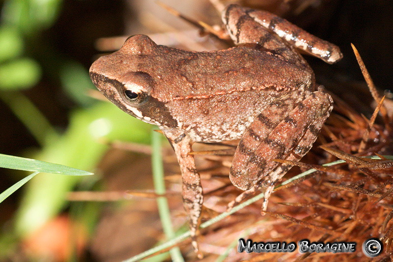 Rana italica