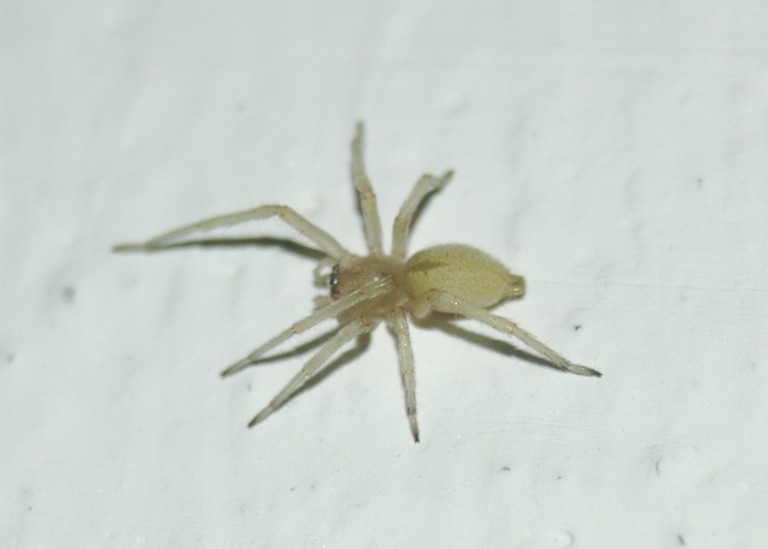 Cheiracanthium sp. e Araneus angulatus