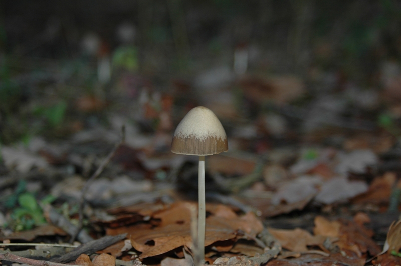 Funghi Monte Malbe