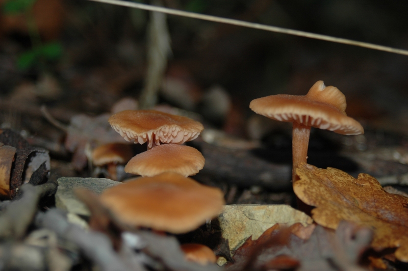Funghi Monte Malbe