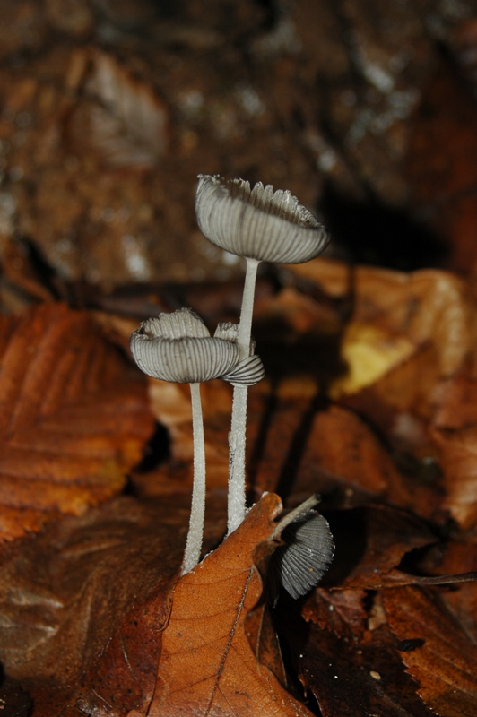 Funghi Monte Malbe