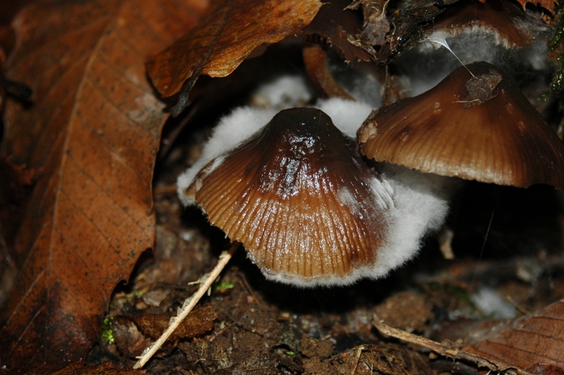 Funghi Monte Malbe