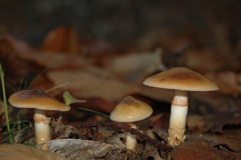 Funghi Monte Malbe