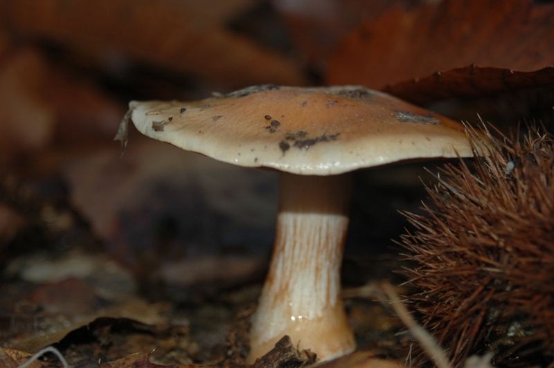 Funghi Monte Malbe