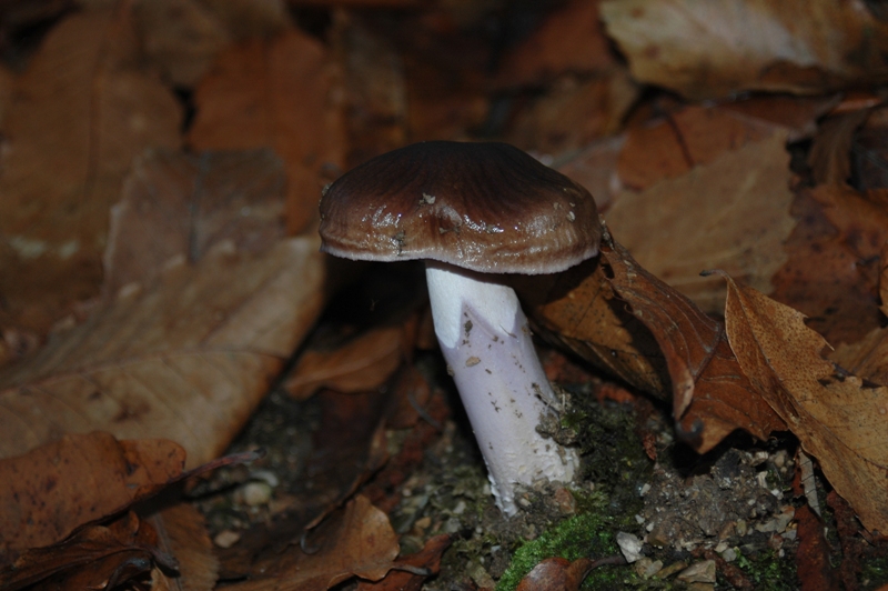 Funghi Monte Malbe