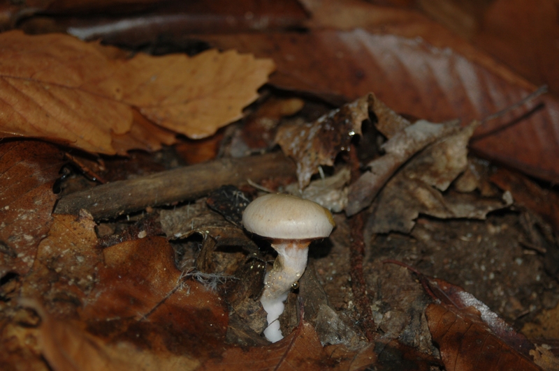 Funghi Monte Malbe