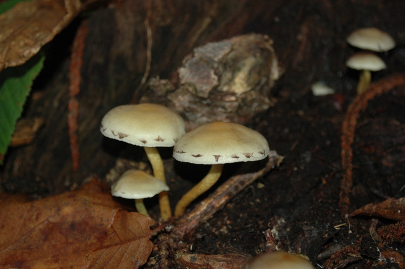 Funghi Monte Malbe