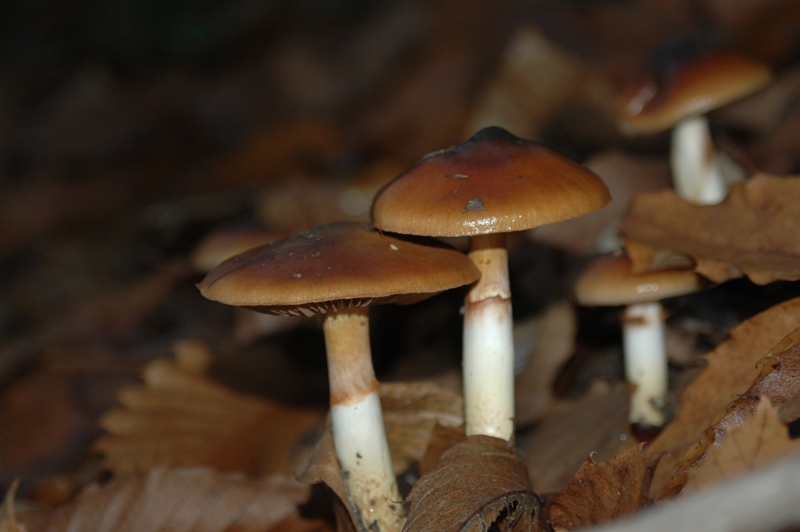 Funghi Monte Malbe