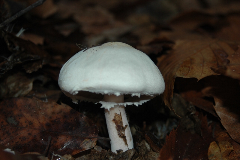 Funghi Monte Malbe