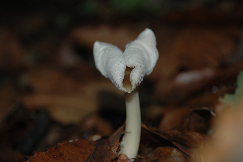 Funghi Monte Malbe