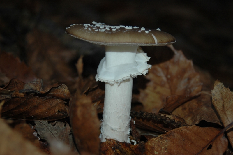 Funghi Monte Malbe