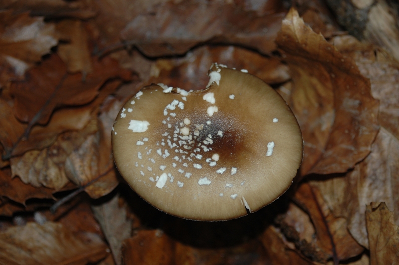 Funghi Monte Malbe