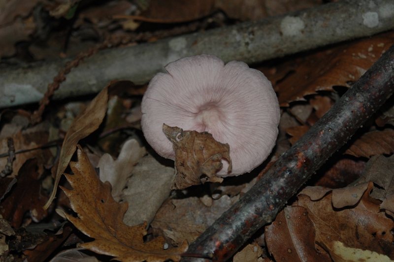 Funghi Monte Malbe