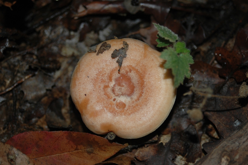 Funghi Monte Malbe