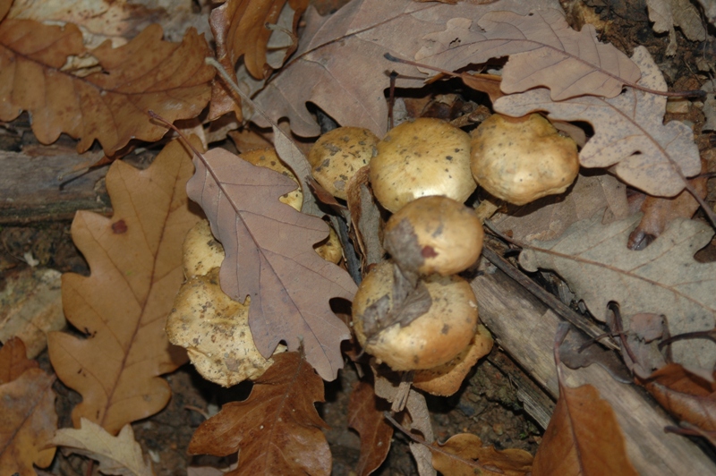 Funghi Monte Malbe