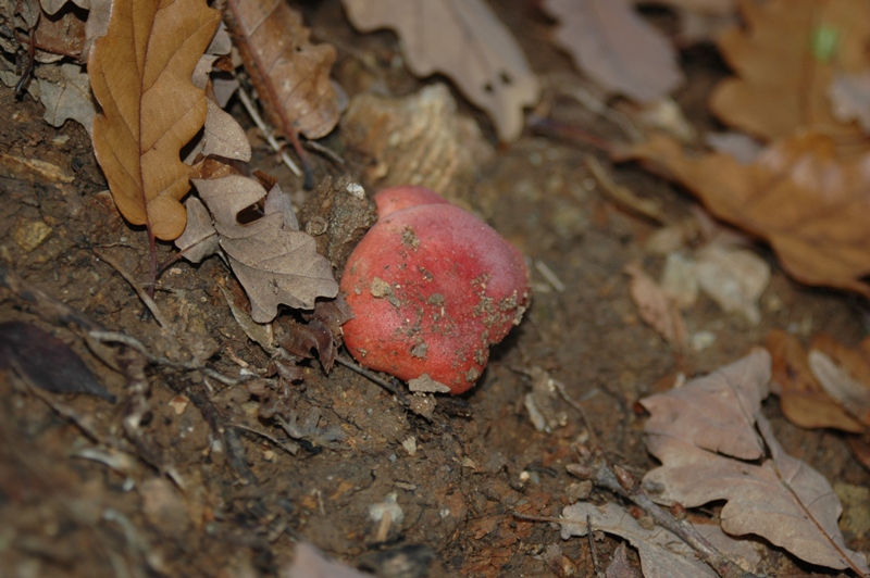 Funghi Monte Malbe