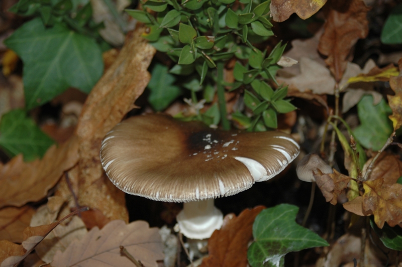 Funghi Monte Malbe