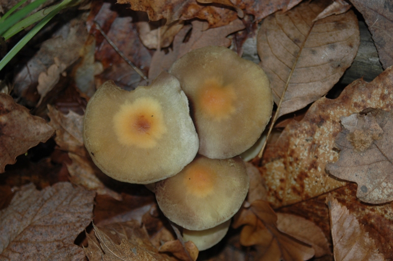 Funghi Monte Malbe