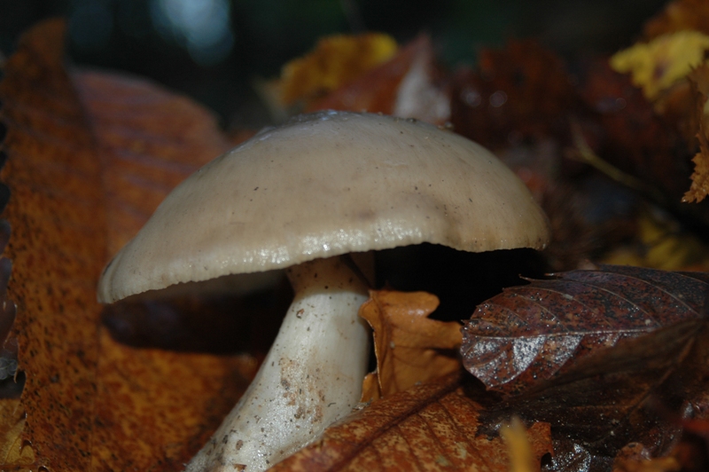 Funghi Monte Malbe