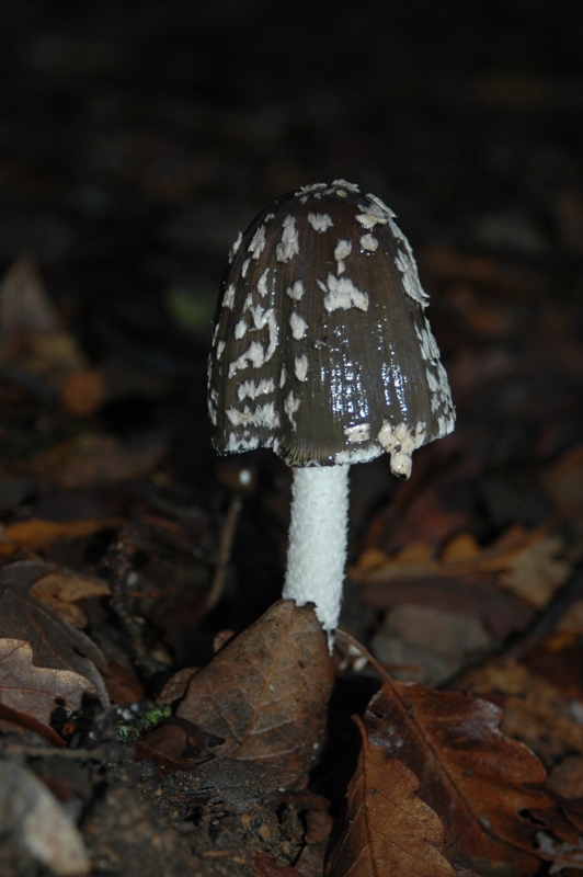 Funghi Monte Malbe