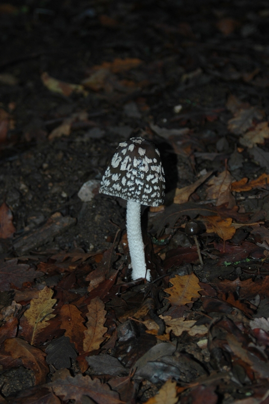 Funghi Monte Malbe