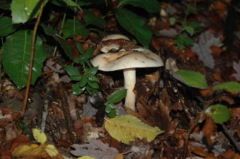 Funghi Monte Malbe