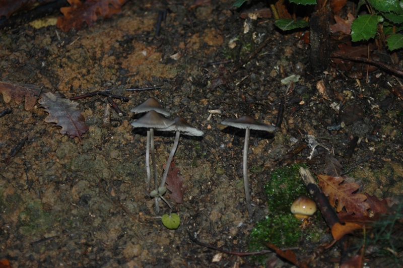 Funghi Monte Malbe