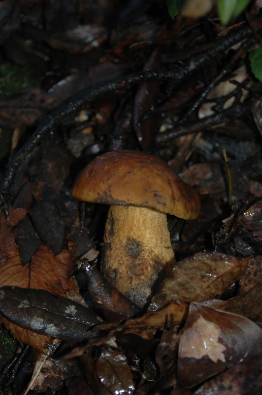 Funghi Monte Malbe