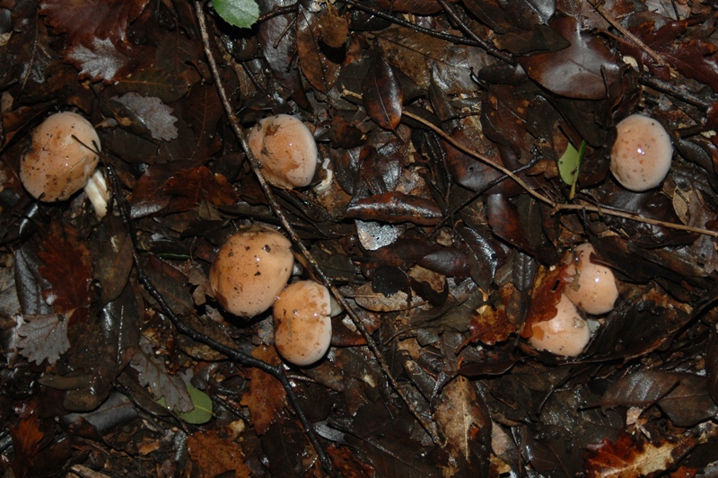 Funghi Monte Malbe