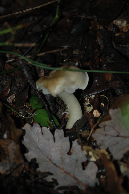 Funghi Monte Malbe