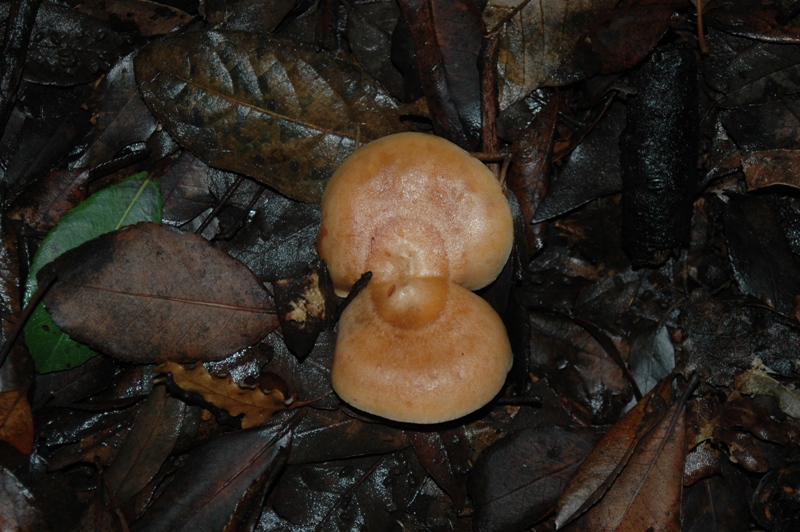 Funghi Monte Malbe