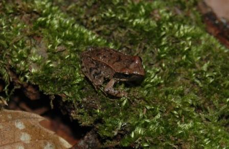 identificazione di due anfibi - Rana italica, Pelophylax sp.