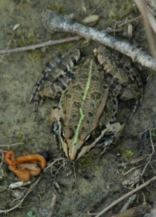 identificazione di due anfibi - Rana italica, Pelophylax sp.