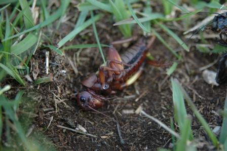 Muta di Gryllus campestris