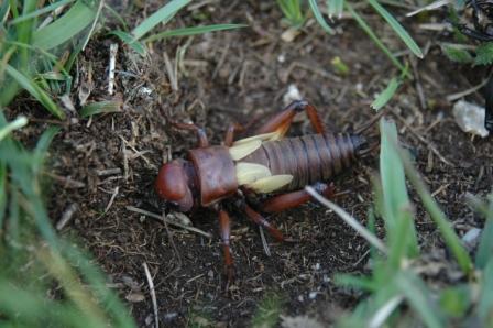 Muta di Gryllus campestris