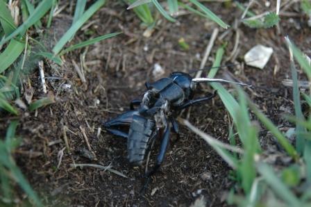 Muta di Gryllus campestris