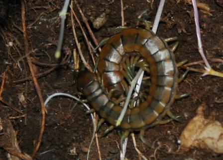 Scolopendra cingulata