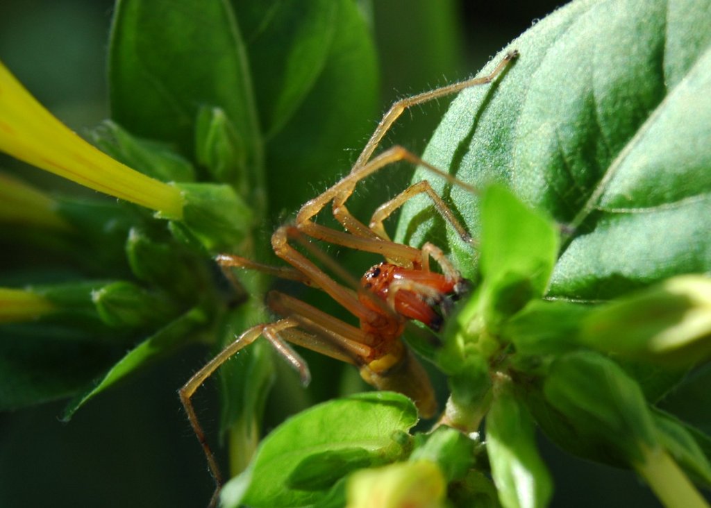 Cheiracanthium sp. e Araneus angulatus