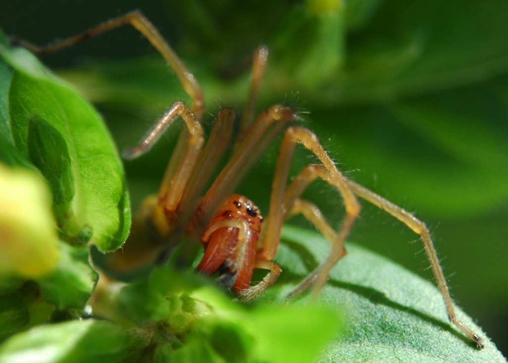 Cheiracanthium sp. e Araneus angulatus