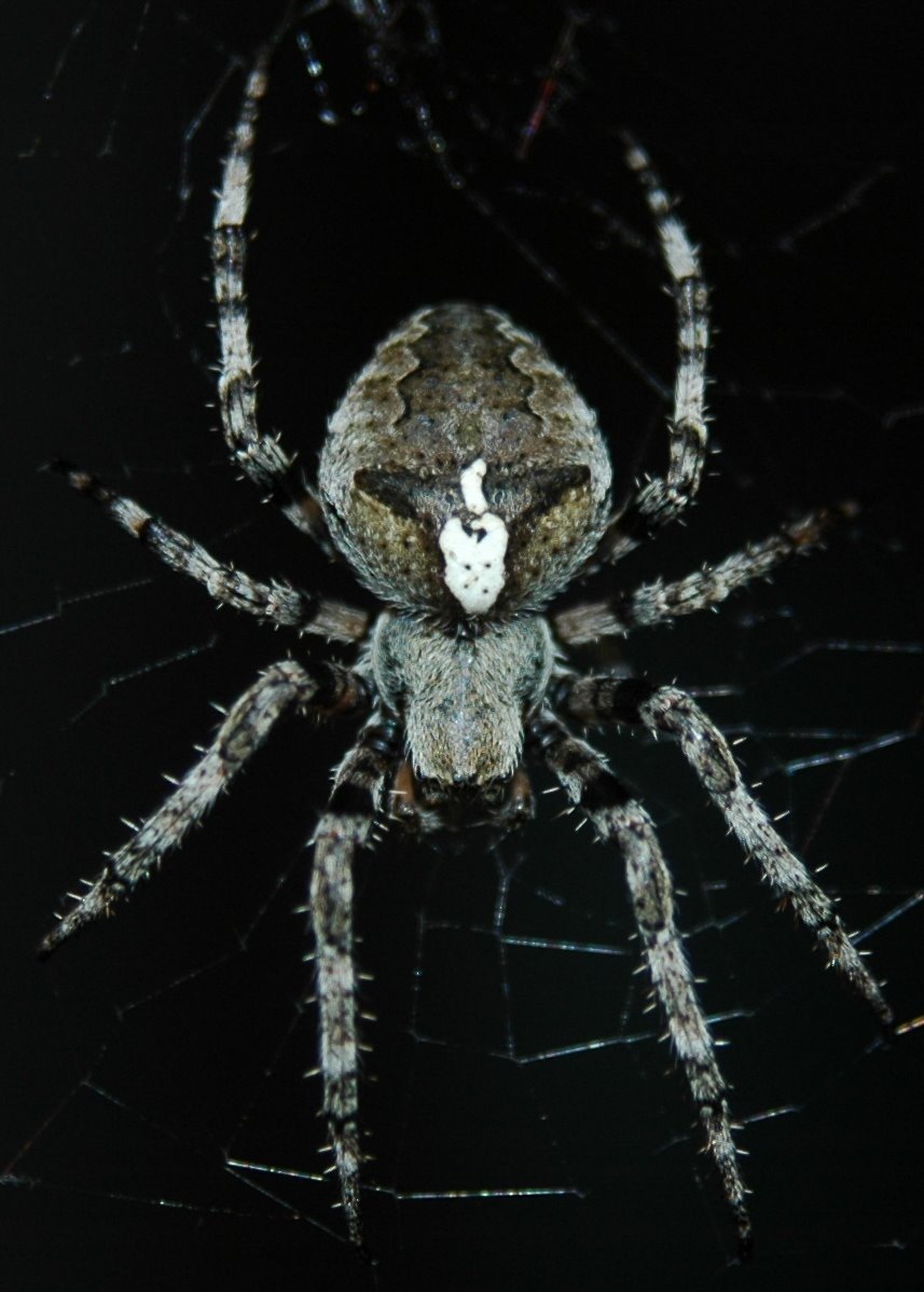 Cheiracanthium sp. e Araneus angulatus