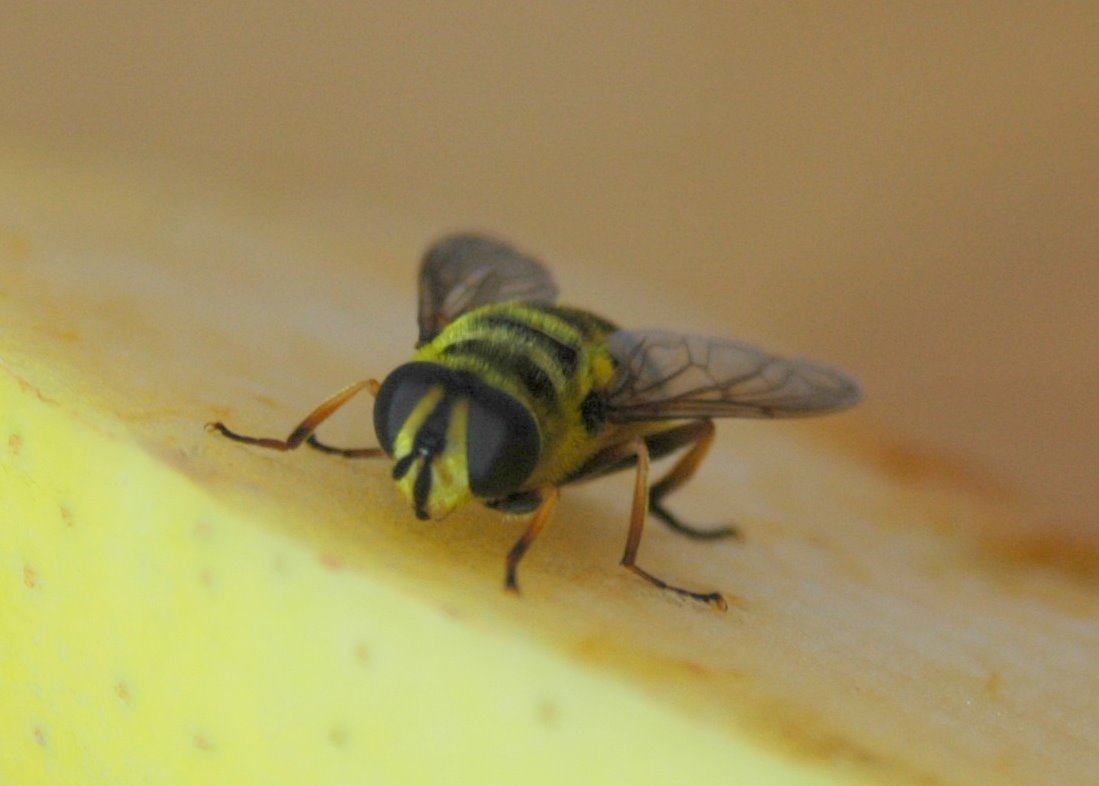 Curioso! Myathropa florea F (Syrphidae)