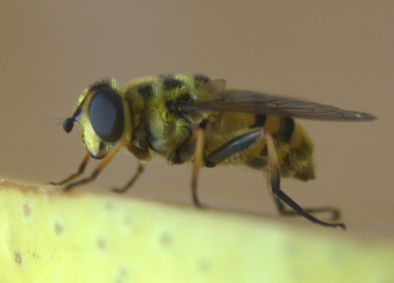 Curioso! Myathropa florea F (Syrphidae)