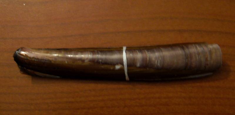 ensis arcuatus ?