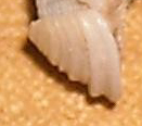Lepidopleurus cajetanus