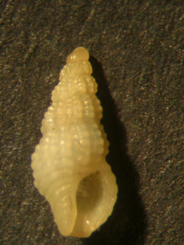 scilla c. candidissima : C. turritellata