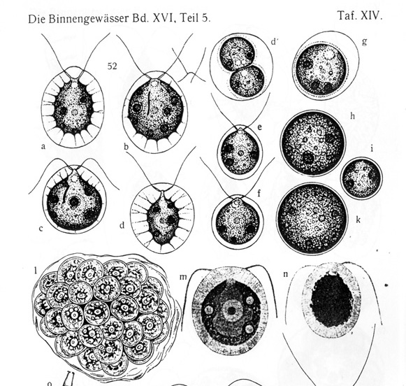 Haematococcus pluvialis